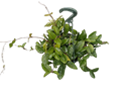 Carnosa Green